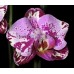 Орхидея 1 ветка (tiannong-glory)